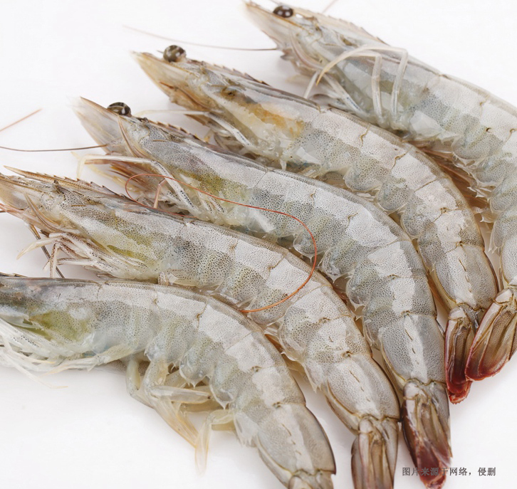 進口厄瓜多爾南美白蝦清關(guān)資料