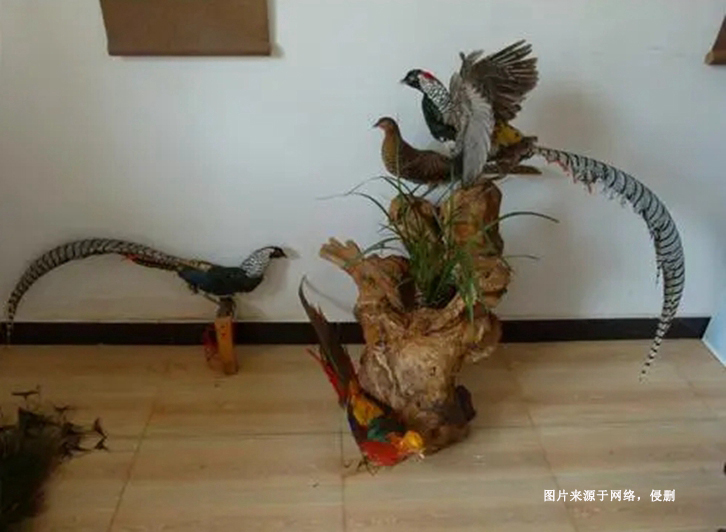 荷蘭蕉鵑生態動物標本進口報關資料