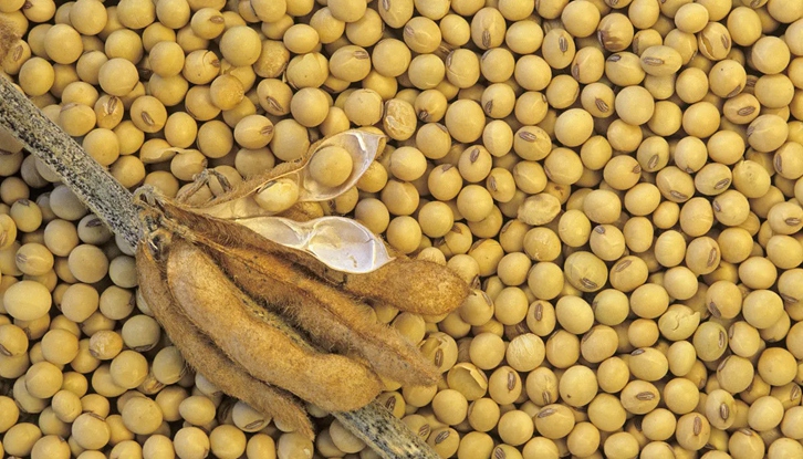 大豆進(jìn)口清關(guān)費用大概