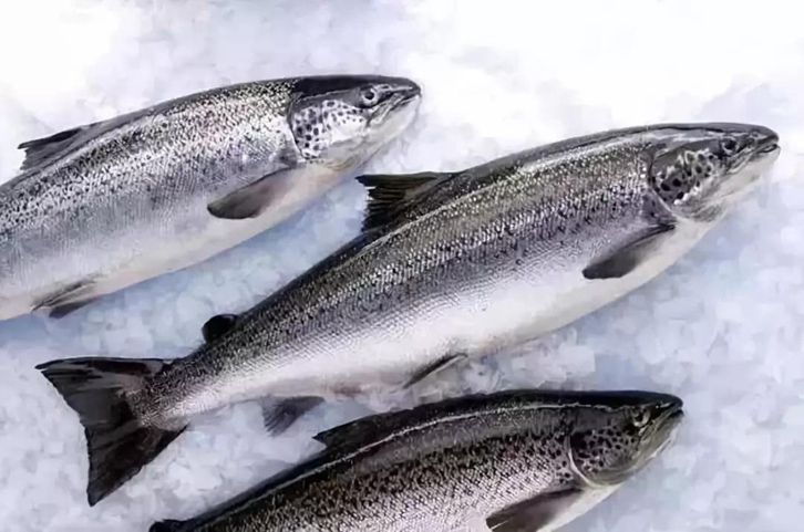 智利三文魚進(jìn)口報關(guān)流程