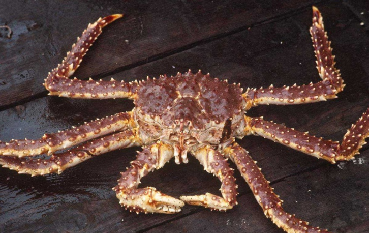 帝王蟹進口清關手續(xù)