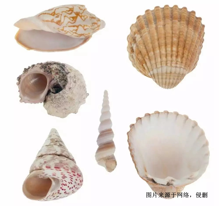 印尼日月貝貝殼進口報關(guān)流程