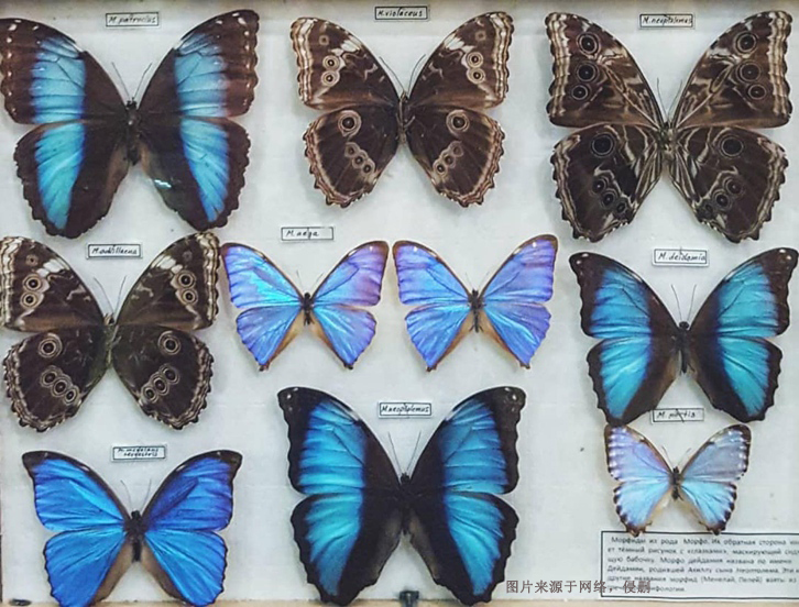 進口蝴蝶標(biāo)本報關(guān)費用