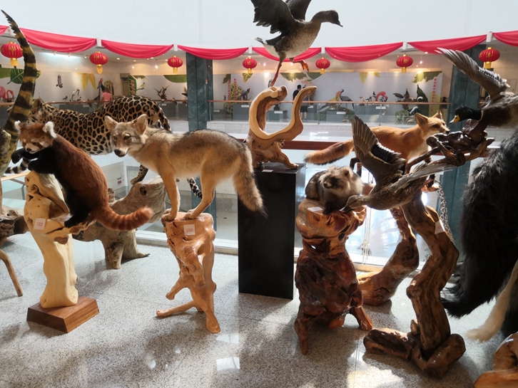 動物標(biāo)本進(jìn)口報(bào)關(guān)流程及注意事項(xiàng)