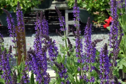 馬來西亞鼠尾草進(jìn)口報關(guān)資料_廣州香料清關(guān)流程