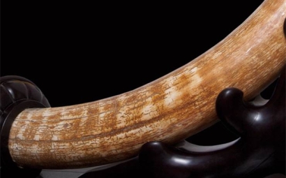 猛犸象牙進口報關流程以及稅率是怎樣的？