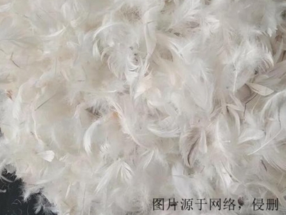 越南鴨毛進口報關(guān)資料_火雞毛,鴕鳥毛,孔雀毛清關(guān)