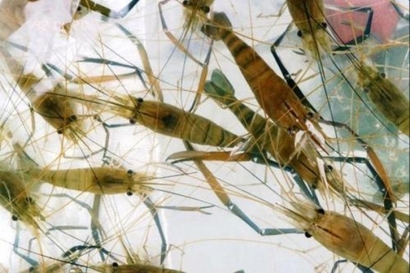 深圳空運進口印尼海鮮報關的費用，重點來啦!