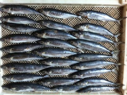 緬甸冷凍馬鮫魚進口報關流程及資料-快速安全通關