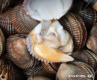 菲律賓扇貝進(jìn)口報關(guān)資料8樣-19年水產(chǎn)品AEO報關(guān)行