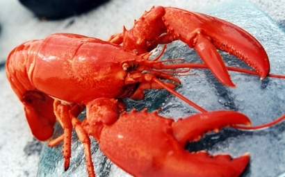 進口冷凍龍蝦清關是如何操作的，操作流程看這里