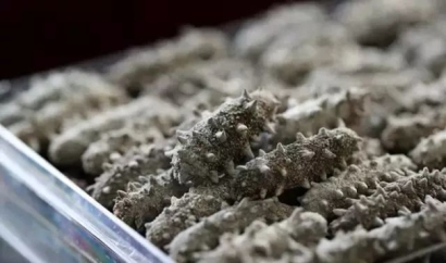 進口干海參報關必看指南_進口干海參資質