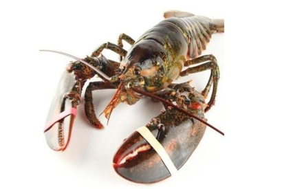 鮮活龍蝦進(jìn)口清關(guān)流程及龍蝦進(jìn)口報關(guān)資料