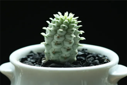 機場進口植物報關(guān)代理的流程以及關(guān)稅