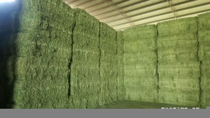 廣州進口哈薩克斯坦苜蓿草報關(guān)資料-飼料通關(guān)要點