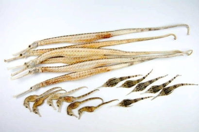 進(jìn)口泰國(guó)干海馬報(bào)關(guān)多少錢(qián)？動(dòng)物源性藥材報(bào)關(guān)資料