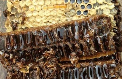 Get!蜂膠進(jìn)口清關(guān)代理需要注意這2點(diǎn)