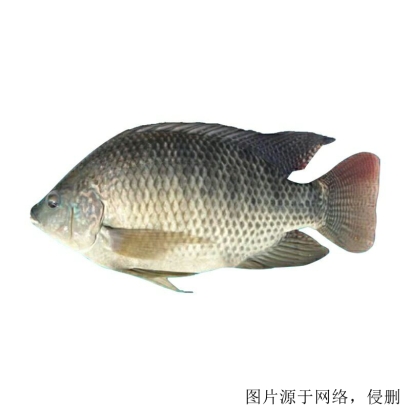 馬來西亞羅非魚進口清關流程怎么樣，流程詳解