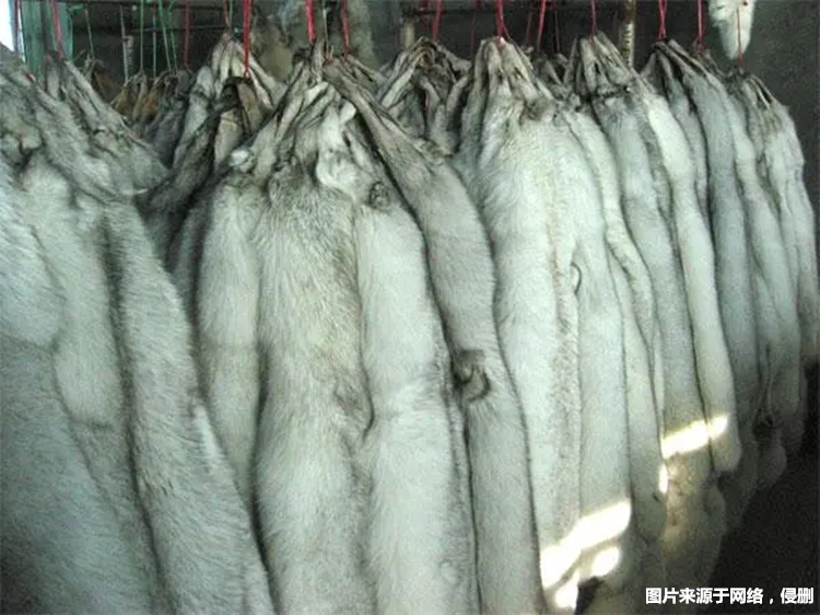 進(jìn)口加拿大赤狐生態(tài)標(biāo)本報關(guān) 進(jìn)口加拿大赤狐生態(tài)標(biāo)本報關(guān)