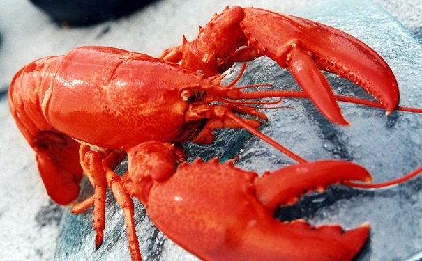 冷凍龍蝦進(jìn)口清關(guān) 冷凍龍蝦進(jìn)口清關(guān)的商檢查驗(yàn)內(nèi)容有哪些.jpg