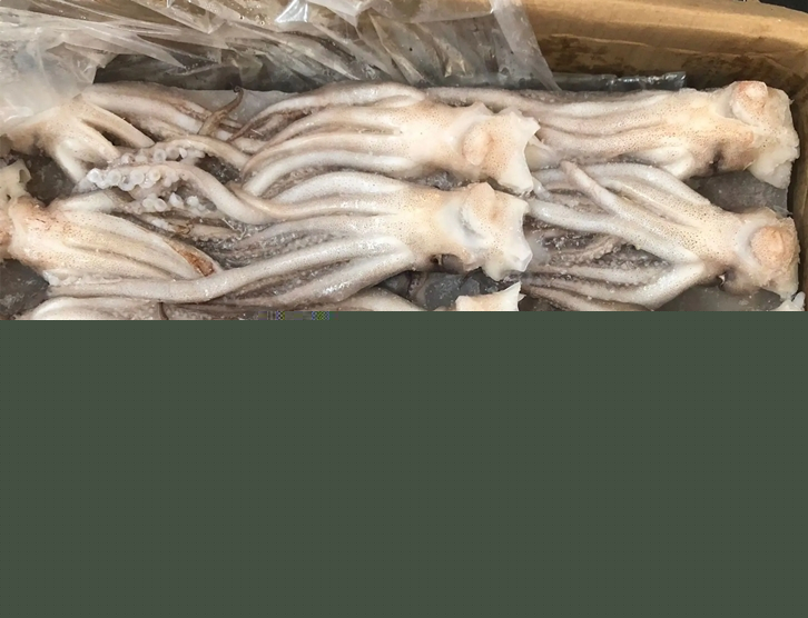 冷凍魷魚進口報關(guān)_副本.jpg