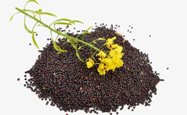 一般貿易進口油菜籽清關代理的流程 進口油菜籽清關代理