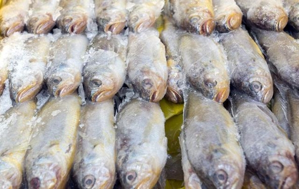 1629194486194906.jpg 青島冷凍魚進口清關_副本.jpg